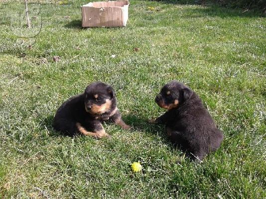 Kαλή τιμή!!!.Πουλάω όμορφα κουτάβια ράτσα ROTTWEILER- Ροτβαιλερ -250 euro...